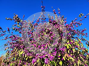 American beautyberry (Callicarpa americana) shrub with vibrant purple berries in profusion under deep blue sky