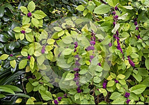 American Beautyberry plant at the Dallas Arboretum and Botanical Garden in Texas.