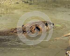 American Beaver