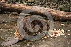 American beaver (Castor canadensis) eating lunch