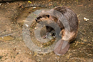 American Beaver (Castor Canadensis) looking around