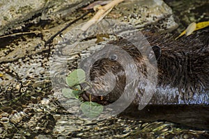 American Beaver feeding on an aquatic plant