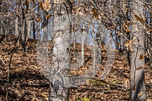 American beech tree closeup