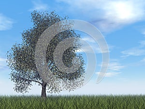 American beech tree - 3D render