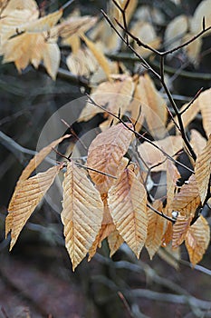 American Beech Tree Leaves in Winter