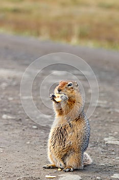 The American or Beringian ground squirrel (Urocitellus parryii). The gopher is standing on dirt road a