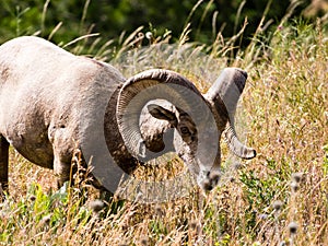 American bighorn sheep grazing on a meadow