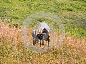 American bighorn sheep grazing on a meadow