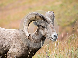 American bighorn sheep on a meadow