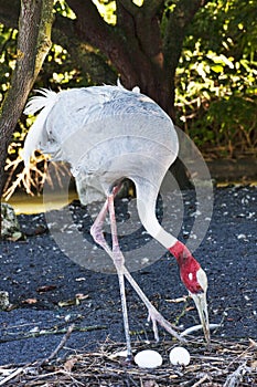 An American bird crane takes care of the two eggs placed in the nest