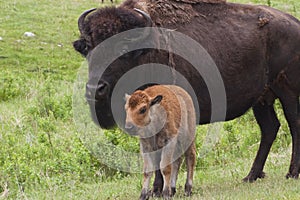 American Bison