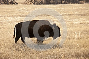 American bison