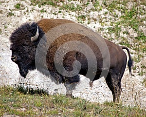 American Bison photo