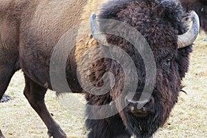 American Bison