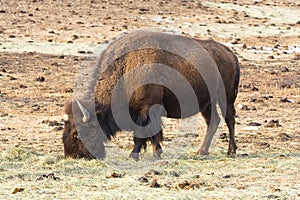 American bison