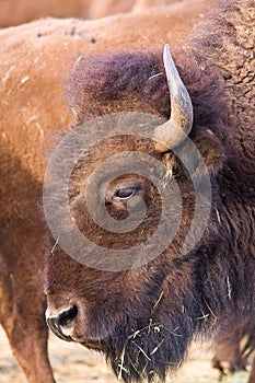 American bison