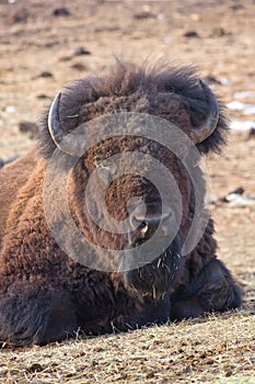 American bison