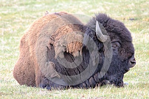 American Bison