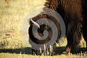 American Bison