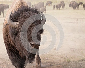 American Bison