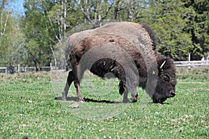 American bison