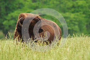 American Bison