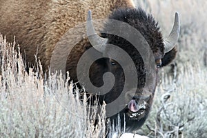 American bison