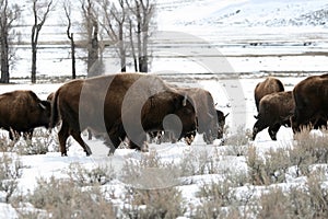 American bison