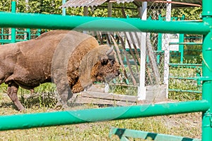 American bison