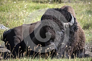 American Bison aka buffalo male bull laying in grassy meadow of Wyoming