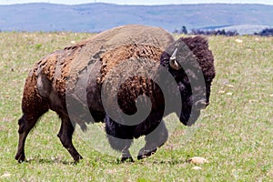 The American Bison, also Known as the American Buffalo, Wandering Free in Oklahoma