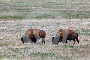 American Bison, also known as buffalo, in the Badlands National Park during spring.