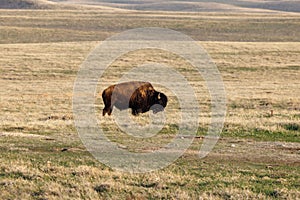 American Bison, also known as buffalo, in the Badlands National Park during spring.