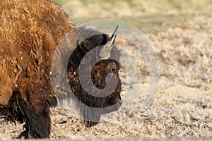 American Bison, also known as buffalo, in the Badlands National Park during spring.