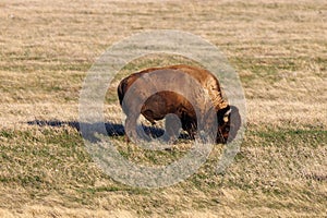 American Bison, also known as buffalo, in the Badlands National Park during spring.