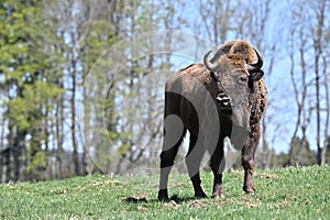 American bison animals theme