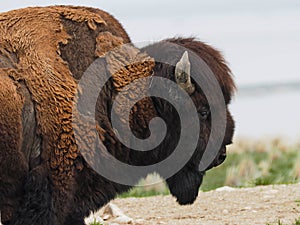 American Bison Antelope Island Utah