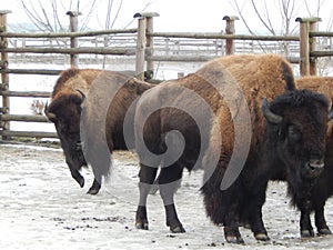 American bison in the aviary on a farm