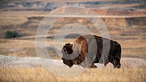 American Bison at the Badlands