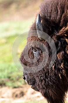 American Bison, Bison bison