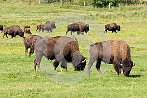 American bison Bison bison simply buffalo
