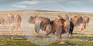 American Bison (Bison bison) Stampede