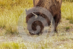 American buffalo ,wyoming national state park yellowstone photo