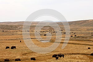 American buffalo ,wyoming national state park yellowstone photo