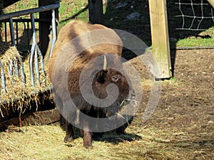 The American bison Bos bison bison, American Buffalo, der Amerikanische Bison oder BÃ¼ffel Bueffel or les Bisons - Switzerland