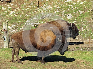 The American bison Bos bison bison, American Buffalo, der Amerikanische Bison oder BÃ¼ffel Bueffel or les Bisons - Switzerland