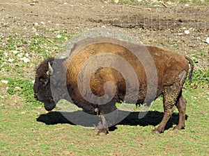The American bison Bos bison bison, American Buffalo, der Amerikanische Bison oder BÃ¼ffel Bueffel or les Bisons - Switzerland