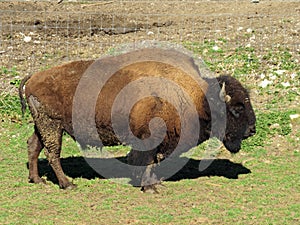 The American bison Bos bison bison, American Buffalo, der Amerikanische Bison oder BÃ¼ffel Bueffel or les Bisons - Switzerland