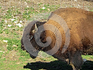 The American bison Bos bison bison, American Buffalo, der Amerikanische Bison oder BÃ¼ffel Bueffel or les Bisons - Switzerland