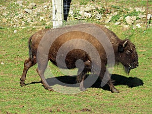 The American bison Bos bison bison, American Buffalo, der Amerikanische Bison oder BÃ¼ffel Bueffel or les Bisons - Switzerland